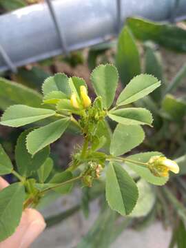 Image of Medicago polymorpha var. polymorpha