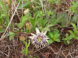 Passiflora karwinskii Mast.的圖片