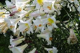 Imagem de Lilium regale E. H. Wilson