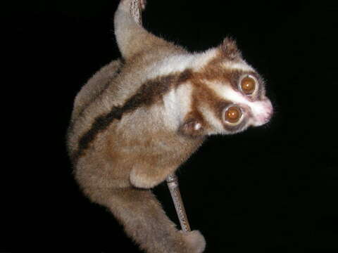 Image of Javan Slow Loris