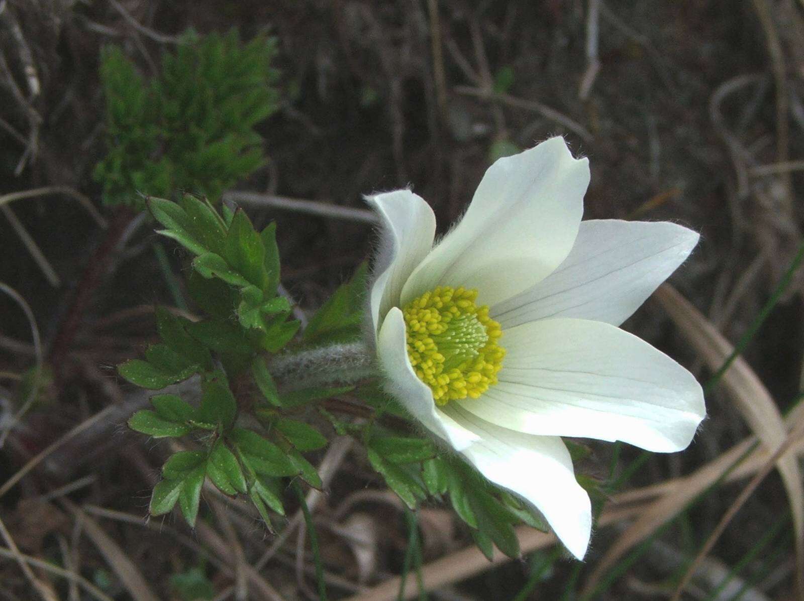 Image of pasqueflower