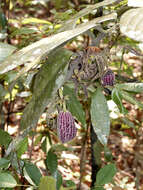 Image of Thottea grandiflora Rottb.