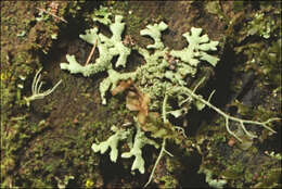 Image of Pannoparmelia wilsonii (Räsänen) D. J. Galloway