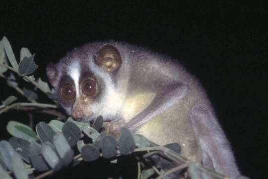 Image of slender loris