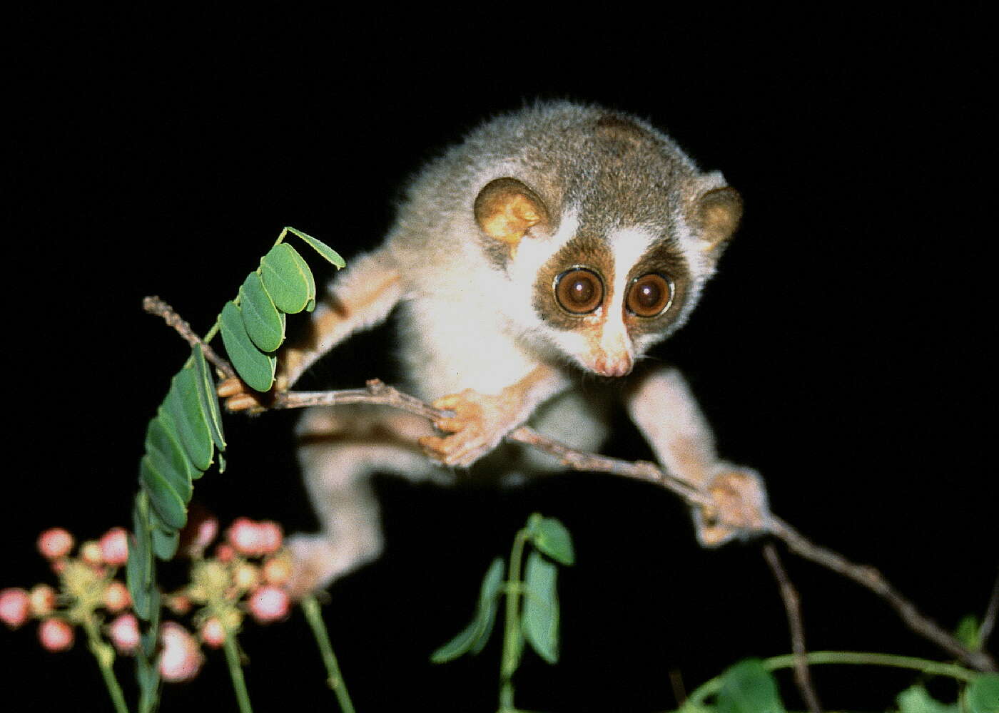 Image of slender loris