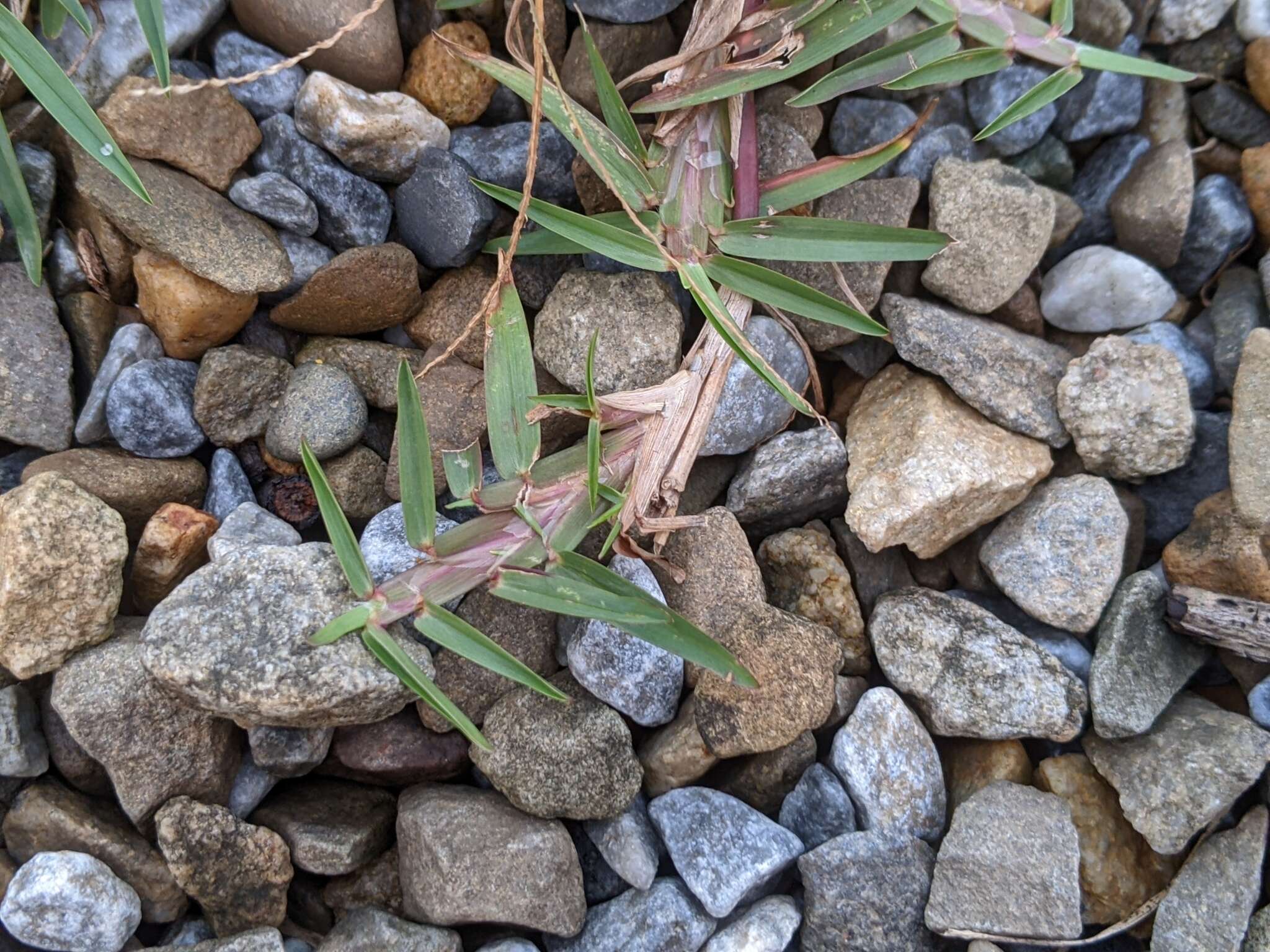 Image of centipede grass
