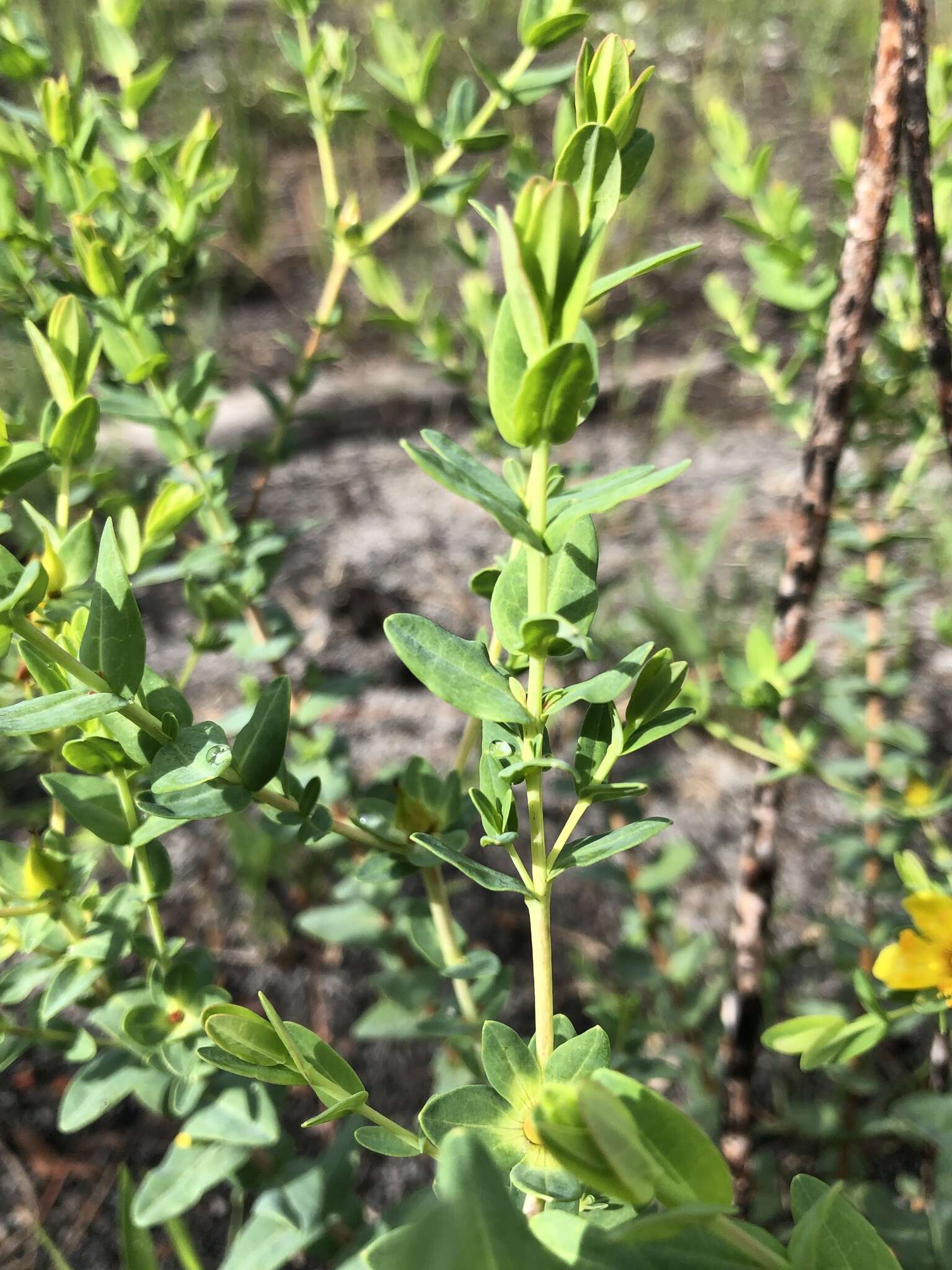 Image of Myrtle-Leaf St. John's-Wort