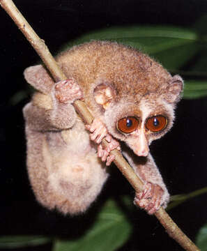 Image of lorises and pottos