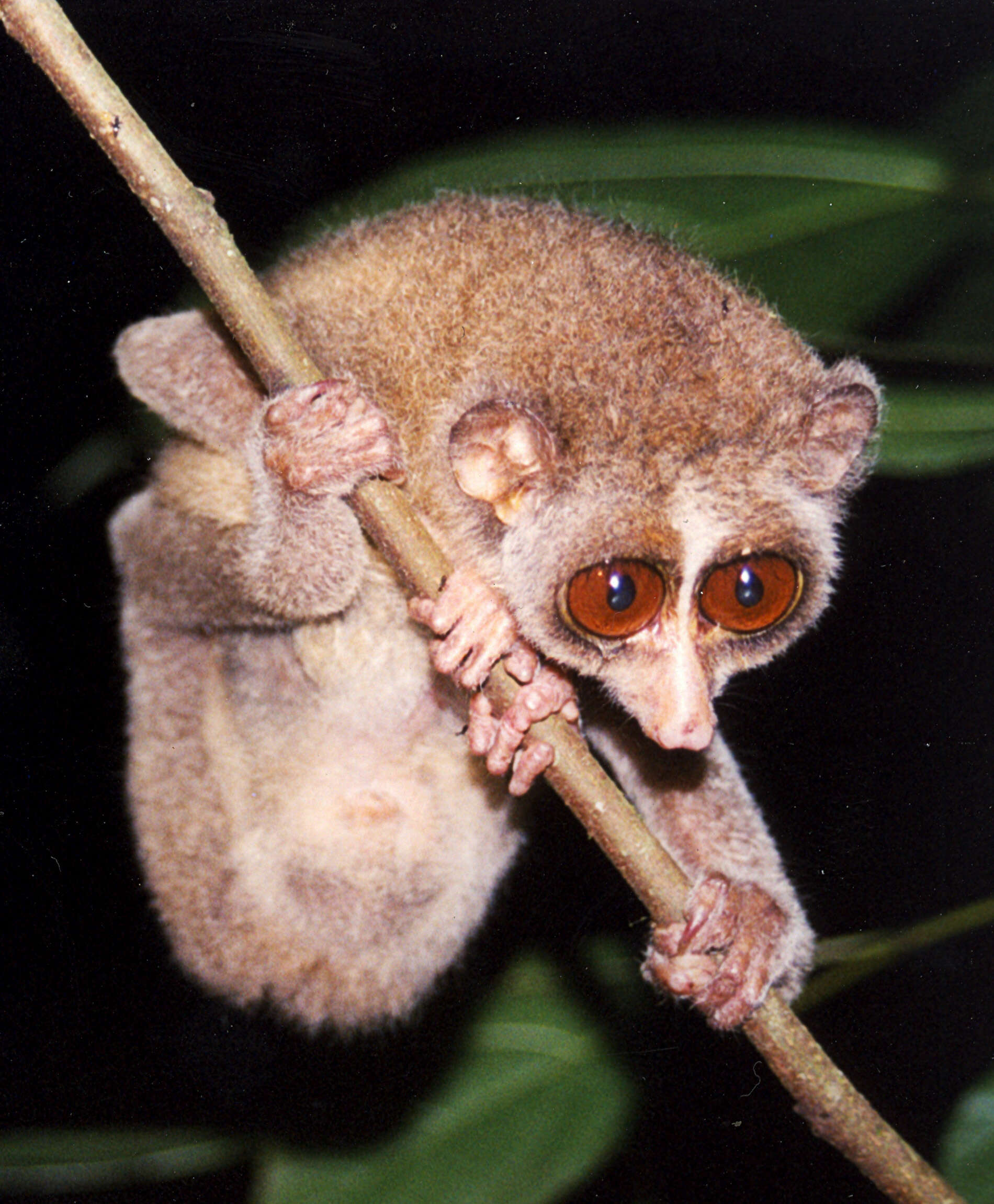 Image of lorises and pottos