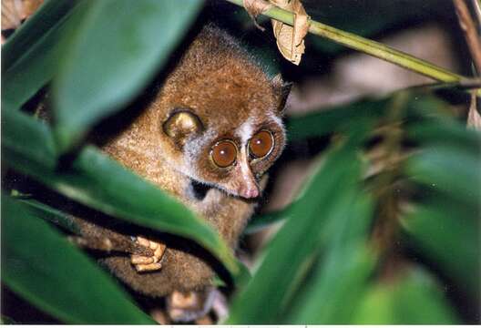 Image of lorises and pottos