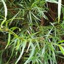 Image de Podocarpus salignus D. Don