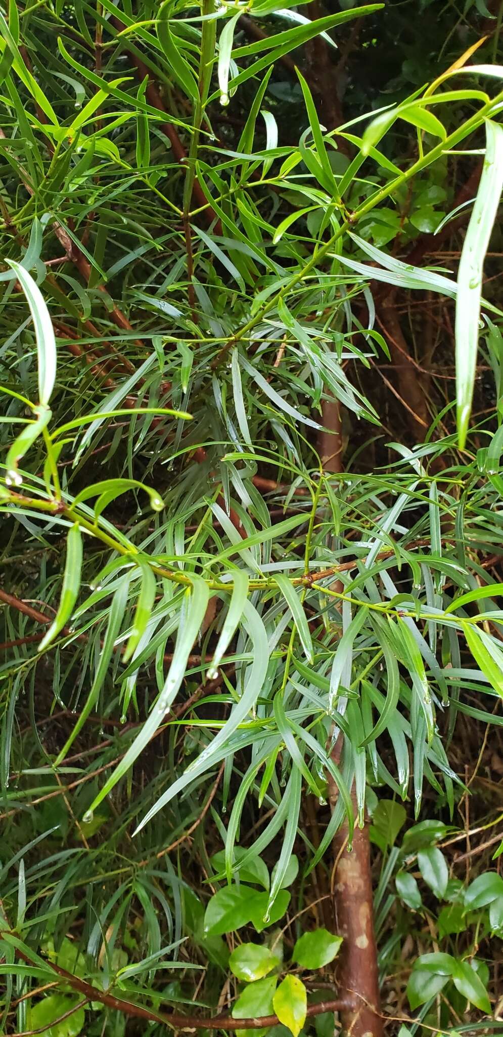 Image of Willow-leaf Podocarp