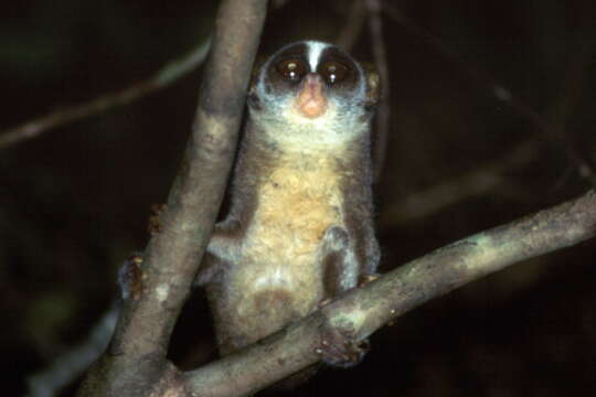 Image of Red Slender Loris