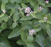 Image of flytrap dogbane