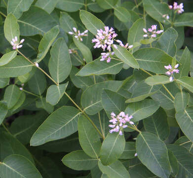 Image of flytrap dogbane