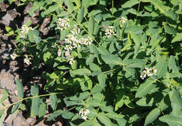 Image of flytrap dogbane