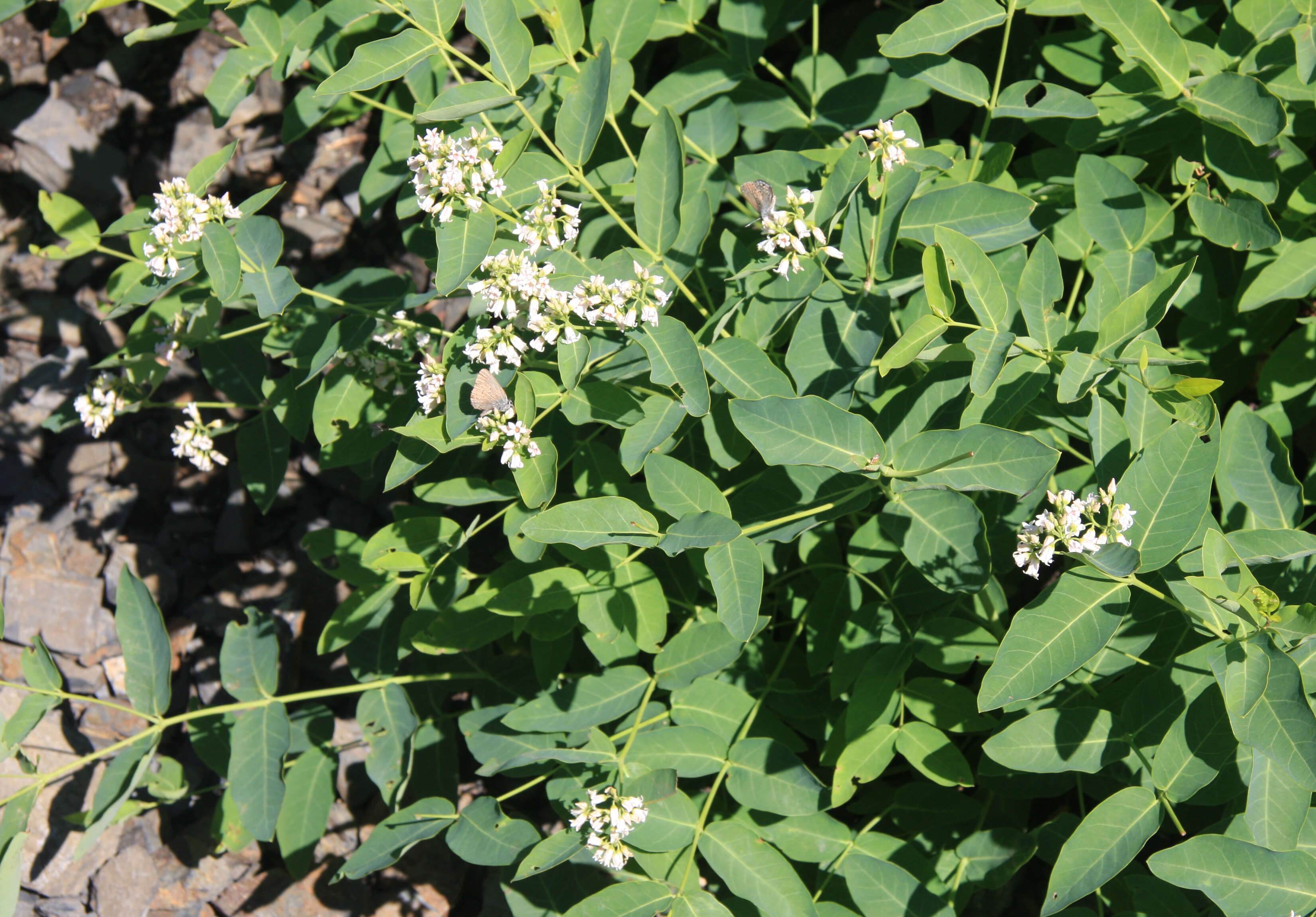 Image of flytrap dogbane