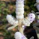 Imagem de Lachnostachys coolgardiensis S. Moore