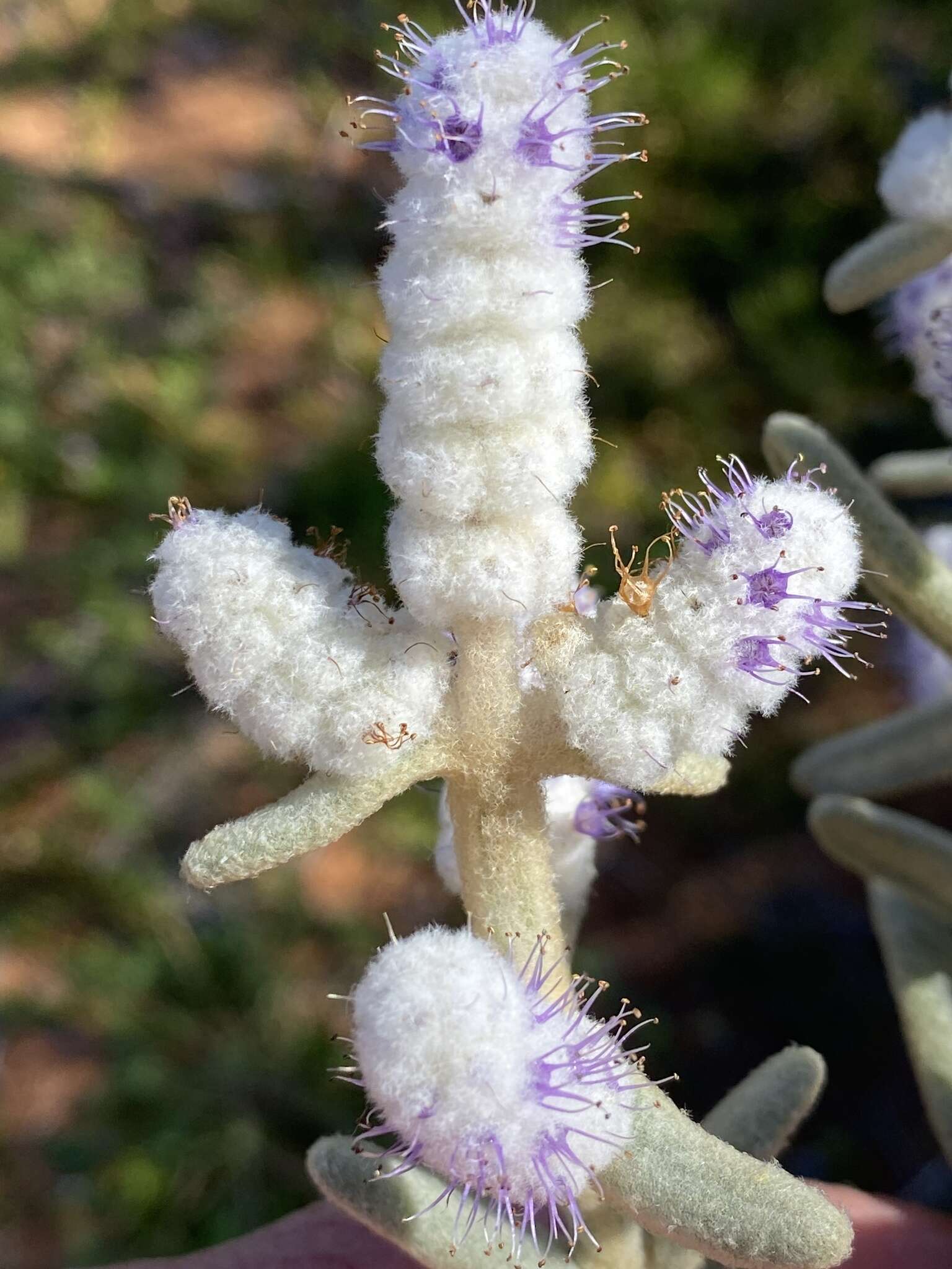 Image of Lachnostachys coolgardiensis S. Moore