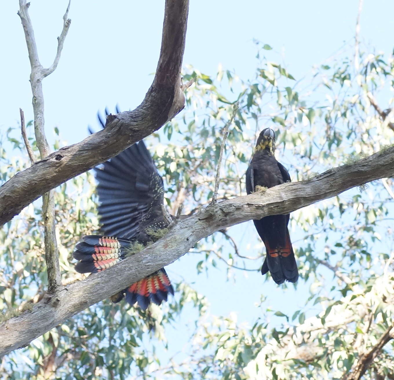 Calyptorhynchus lathami (Temminck 1807) resmi