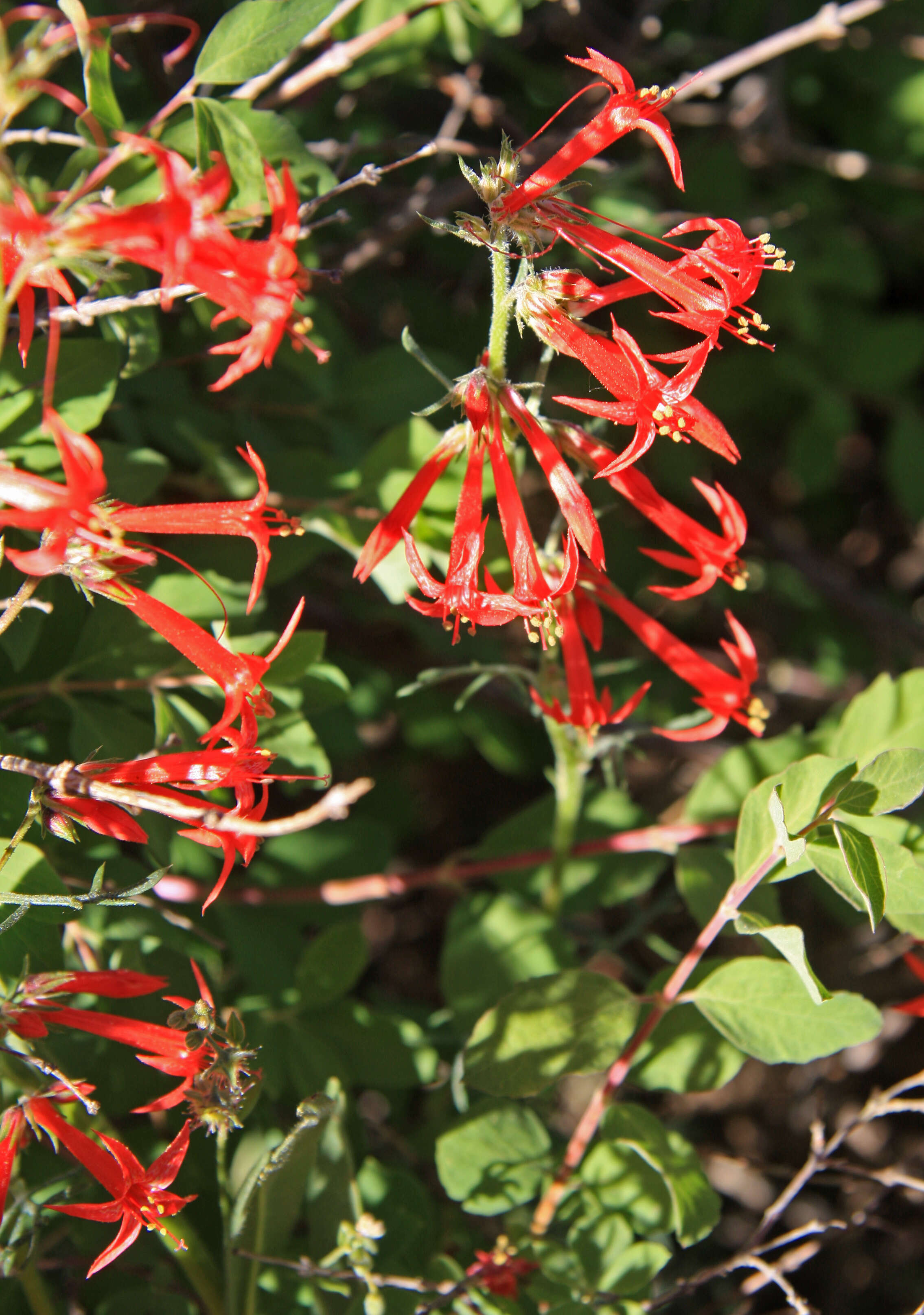 Image of Scarlet Gilia