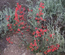 Image of Scarlet Gilia