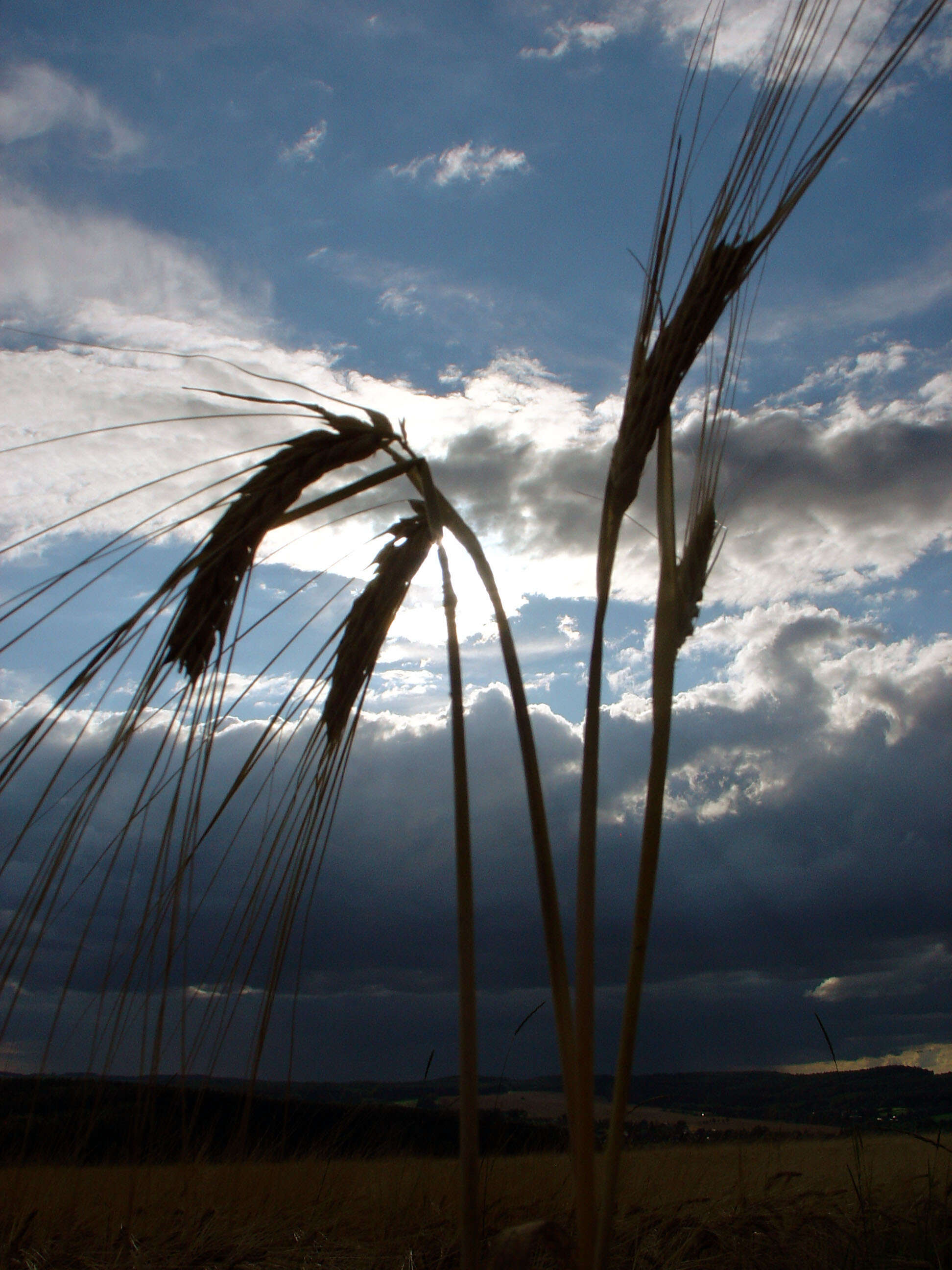 Image of common barley