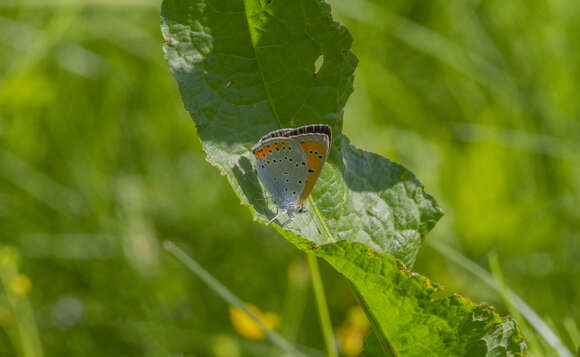 Image of Lycaena dispar rutilus (Werneburg 1864)