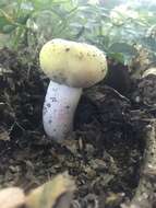 صورة Russula violeipes Quél. 1898