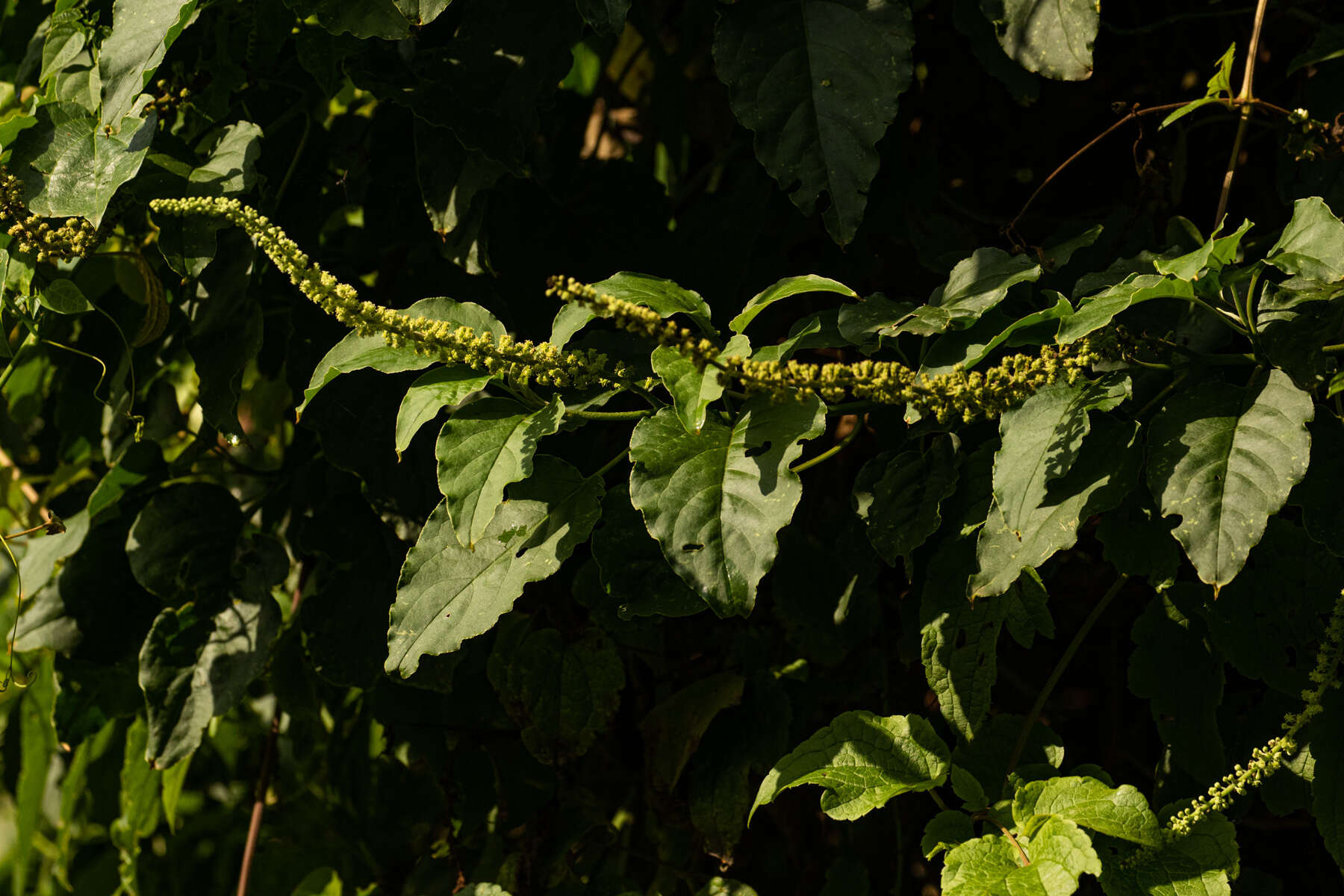 Image of pokeweed