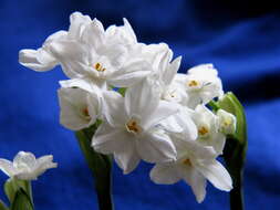 Image of paperwhite narcissus