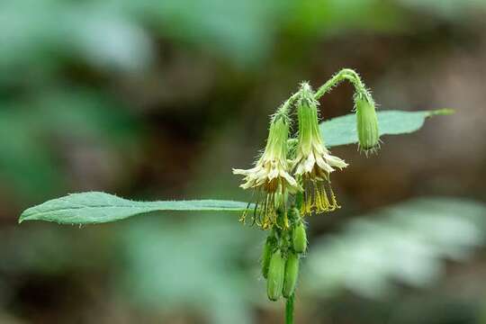 Image of Roan Mountain rattlesnakeroot