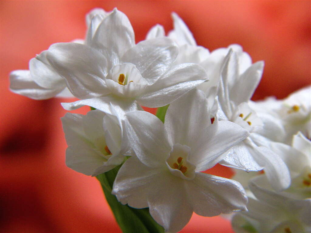 Image of paperwhite narcissus