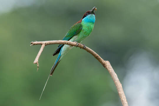 Image of Blue-throated Bee-eater