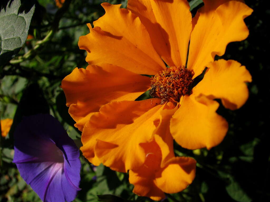 Image of Blue morning glory