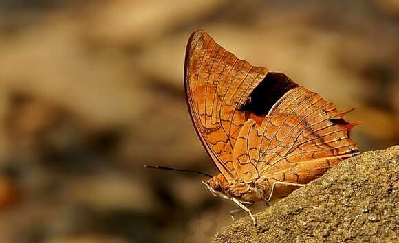 Image of Charaxes psaphon imna Butler 1870