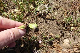 Imagem de Microseris douglasii subsp. platycarpha (A. Gray) K. L. Chambers