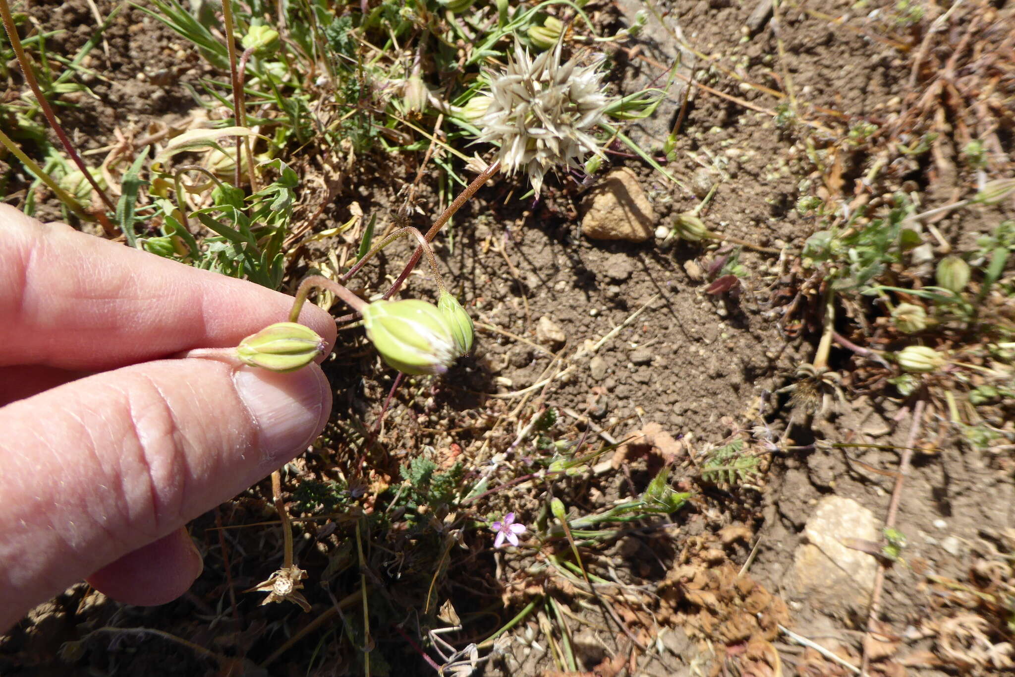 Imagem de Microseris douglasii subsp. platycarpha (A. Gray) K. L. Chambers