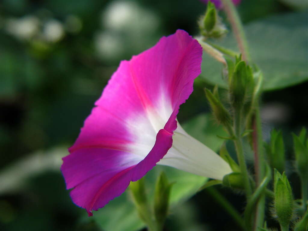 Image of tall morning-glory