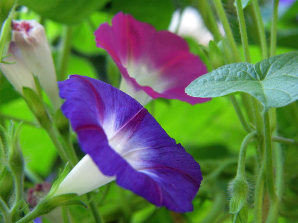 Image of tall morning-glory