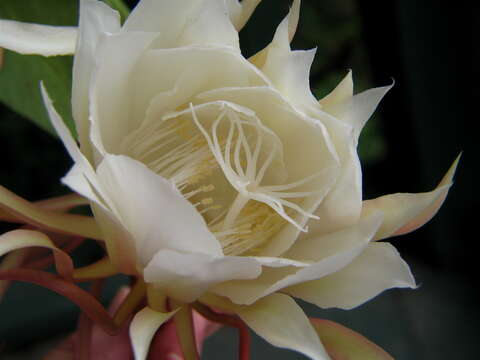 Image of Dutchman's Pipe Cactus