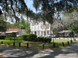 Image of Spanish moss