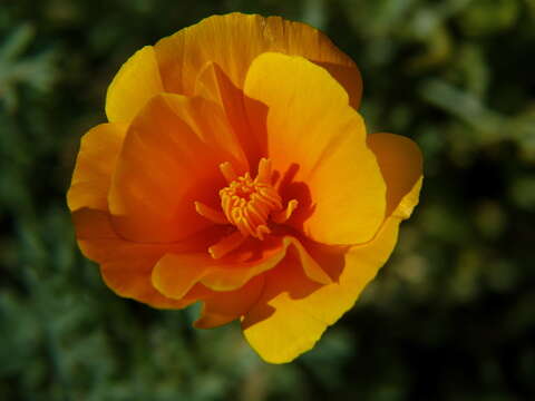 Image of tufted poppy