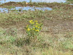 Image of Entire-leaved Gumweed