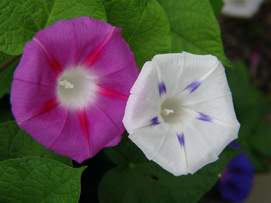 Image of tall morning-glory