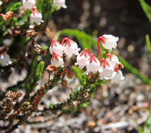 Image of western moss heather