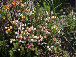 Image of western moss heather