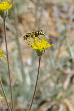 Image of fineleaf hymenopappus