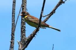 Image of Yellow-breasted Bunting