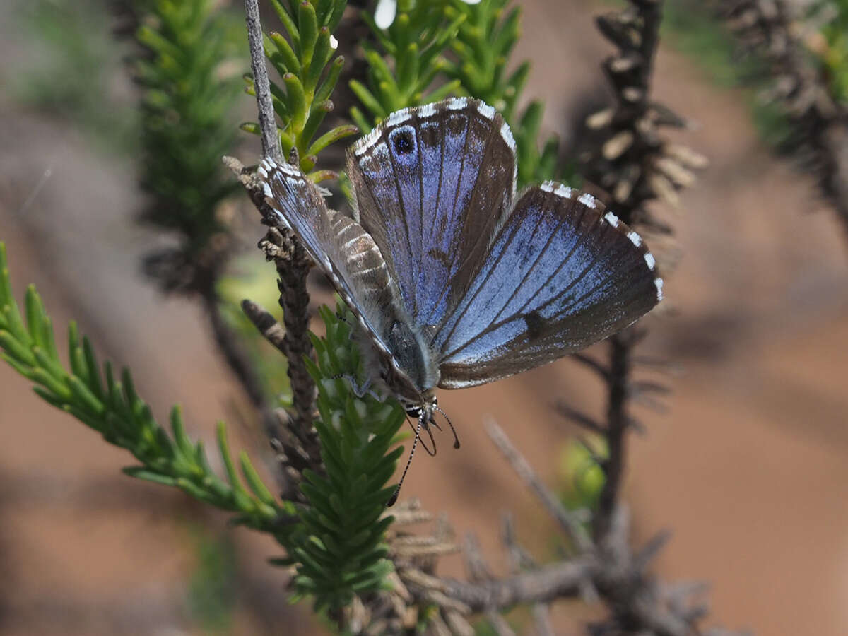 Image of Lepidochrysops littoralis (Swanepoel 1983)